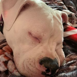 Meet your Posher, Grace